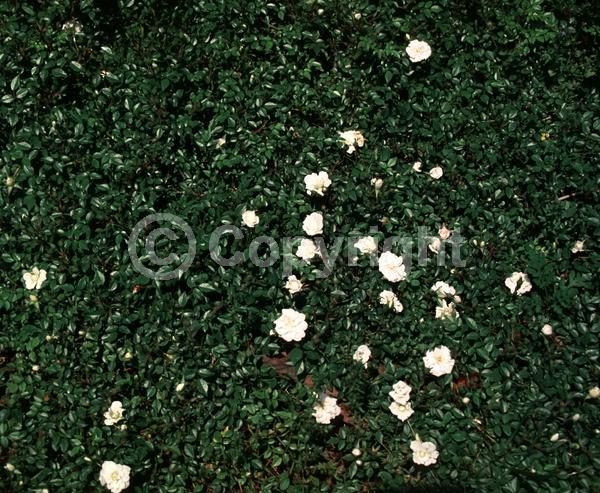 White blooms; Deciduous; Broadleaf