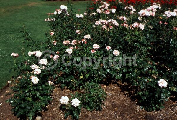 Orange blooms; Pink blooms; Deciduous; Broadleaf
