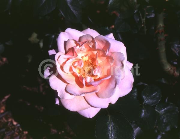 Orange blooms; Pink blooms; Deciduous; Broadleaf