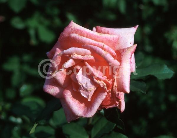 Pink blooms; Deciduous; Broadleaf
