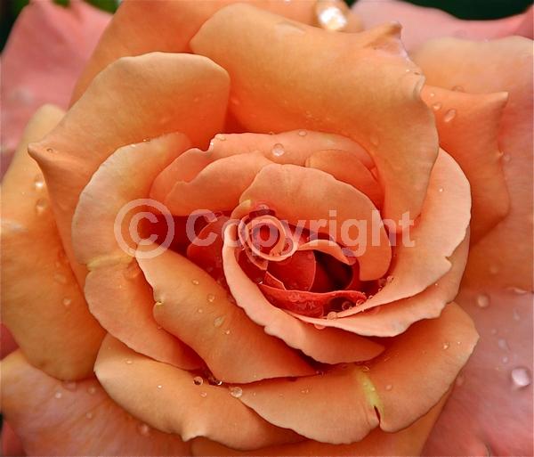 Red blooms; Orange blooms; Yellow blooms; Purple blooms; White blooms; Pink blooms; Deciduous; Broadleaf