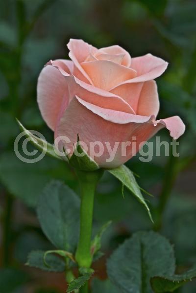 Red blooms; Orange blooms; Yellow blooms; Purple blooms; White blooms; Pink blooms; Deciduous; Broadleaf