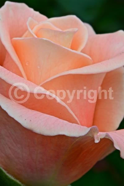 Red blooms; Orange blooms; Yellow blooms; Purple blooms; White blooms; Pink blooms; Deciduous; Broadleaf