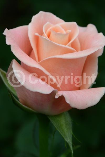 Red blooms; Orange blooms; Yellow blooms; Purple blooms; White blooms; Pink blooms; Deciduous; Broadleaf