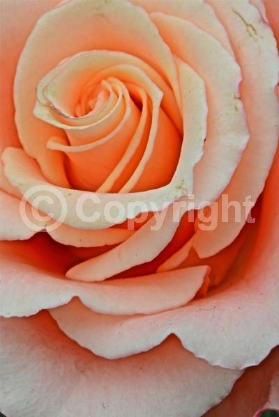 Red blooms; Orange blooms; Yellow blooms; Purple blooms; White blooms; Pink blooms; Deciduous; Broadleaf