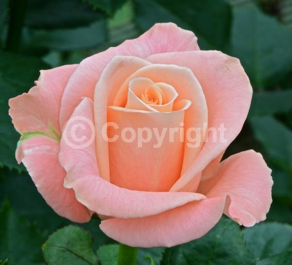 Red blooms; Orange blooms; Yellow blooms; Purple blooms; White blooms; Pink blooms; Deciduous; Broadleaf