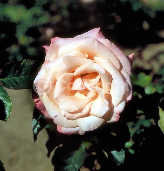 Red blooms; Orange blooms; Yellow blooms; Purple blooms; White blooms; Pink blooms; Deciduous; Broadleaf