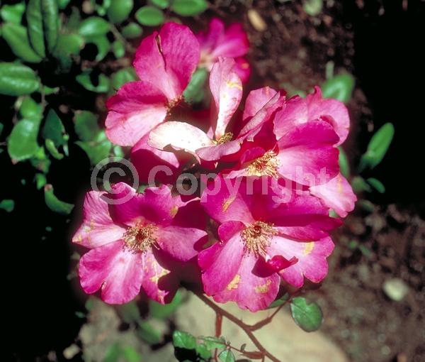 Red blooms; Orange blooms; Yellow blooms; Purple blooms; White blooms; Pink blooms; Deciduous; Broadleaf