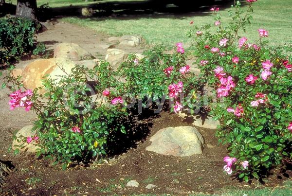 Red blooms; Orange blooms; Yellow blooms; Purple blooms; White blooms; Pink blooms; Deciduous; Broadleaf