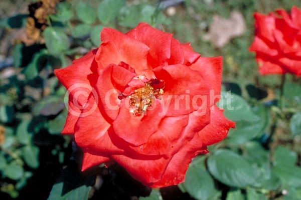 Red blooms; Orange blooms; Yellow blooms; Purple blooms; White blooms; Pink blooms; Deciduous; Broadleaf