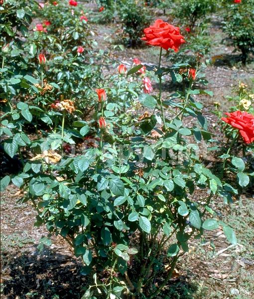 Red blooms; Orange blooms; Yellow blooms; Purple blooms; White blooms; Pink blooms; Deciduous; Broadleaf