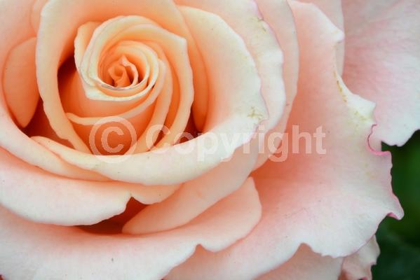 Red blooms; Orange blooms; Yellow blooms; Purple blooms; White blooms; Pink blooms; Deciduous; Broadleaf