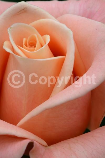 Red blooms; Orange blooms; Yellow blooms; Purple blooms; White blooms; Pink blooms; Deciduous; Broadleaf