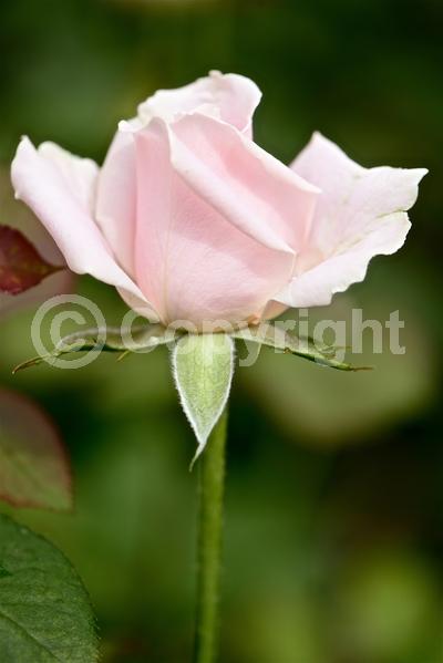 Red blooms; Orange blooms; Yellow blooms; Purple blooms; White blooms; Pink blooms; Deciduous; Broadleaf