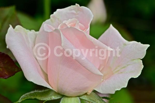 Red blooms; Orange blooms; Yellow blooms; Purple blooms; White blooms; Pink blooms; Deciduous; Broadleaf