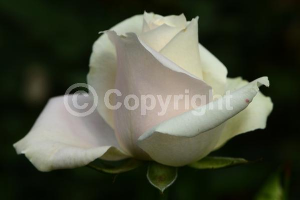 Red blooms; Orange blooms; Yellow blooms; Purple blooms; White blooms; Pink blooms; Deciduous; Broadleaf