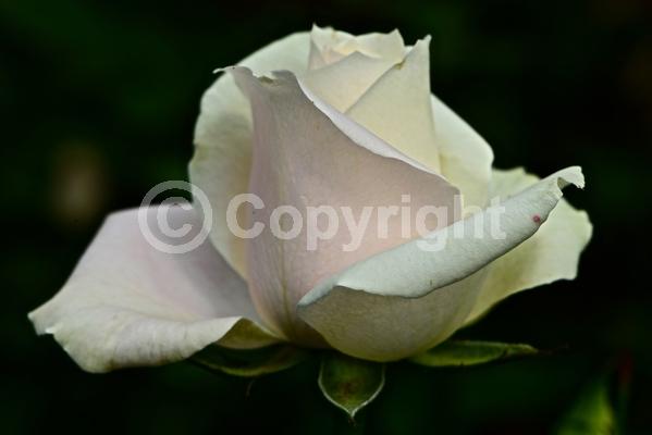 Red blooms; Orange blooms; Yellow blooms; Purple blooms; White blooms; Pink blooms; Deciduous; Broadleaf