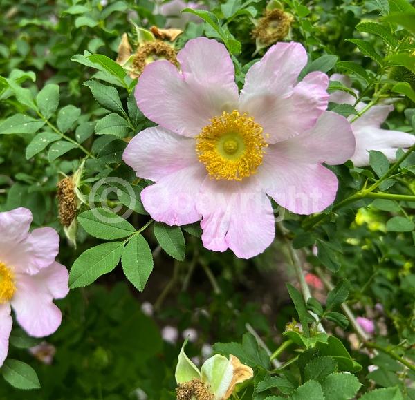 Pink blooms; Deciduous