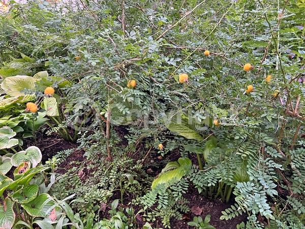 Pink blooms; Deciduous