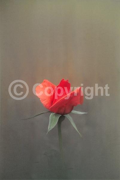 Red blooms; Orange blooms; Yellow blooms; Purple blooms; White blooms; Pink blooms; Deciduous; Broadleaf