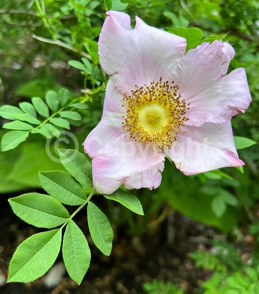 Pink blooms; Deciduous