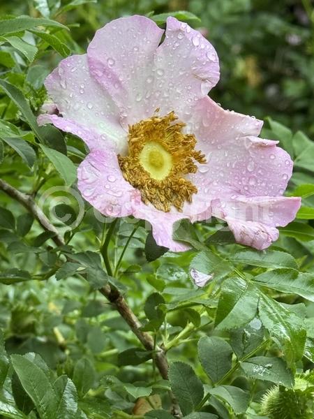 Pink blooms; Deciduous