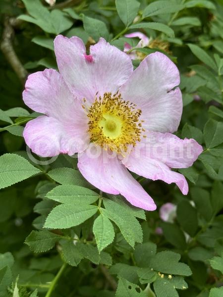 Pink blooms; Deciduous