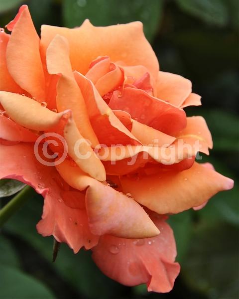 Red blooms; Orange blooms; Yellow blooms; Purple blooms; White blooms; Pink blooms; Deciduous; Broadleaf