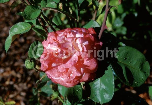 Pink blooms; Salmon blooms; Deciduous; Broadleaf