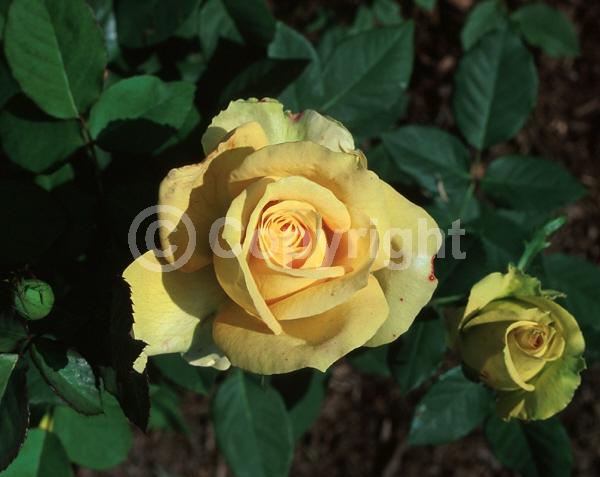 Orange blooms; Salmon blooms; Deciduous; Broadleaf