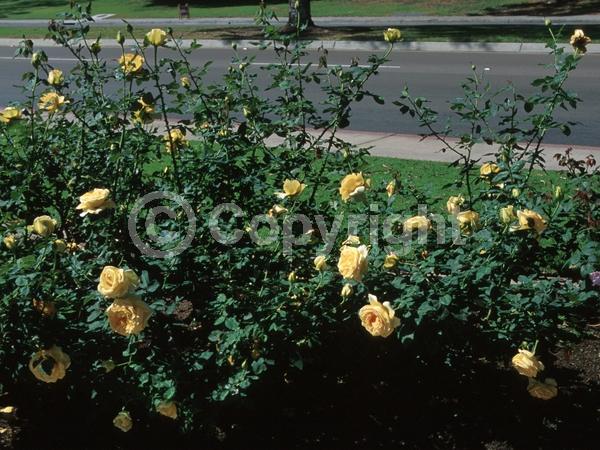 Orange blooms; Salmon blooms; Deciduous; Broadleaf