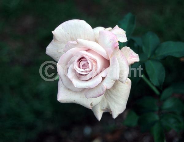 White blooms; Pink blooms; Deciduous; Broadleaf