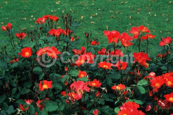 Red blooms; Orange blooms; Deciduous; Broadleaf