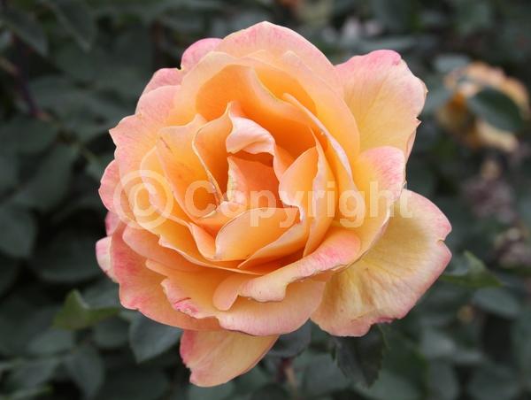 Orange blooms; Deciduous; Needles or needle-like leaf; 