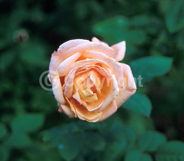 Orange blooms; Pink blooms; Deciduous; Broadleaf