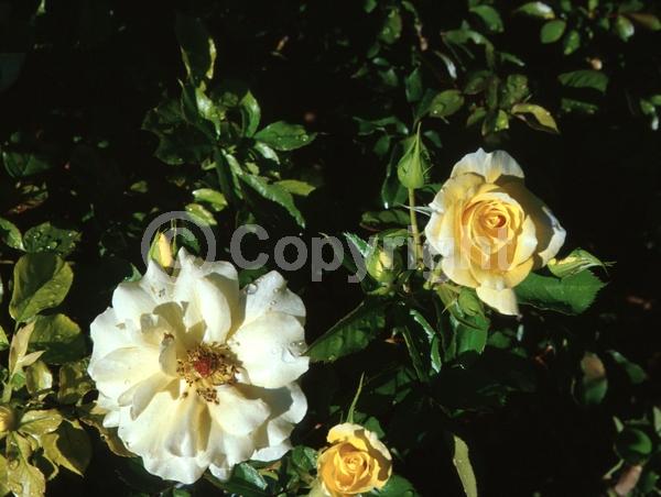 Yellow blooms; White blooms; Deciduous; Broadleaf