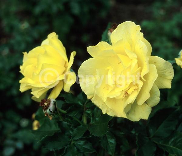 Yellow blooms; Deciduous; Broadleaf