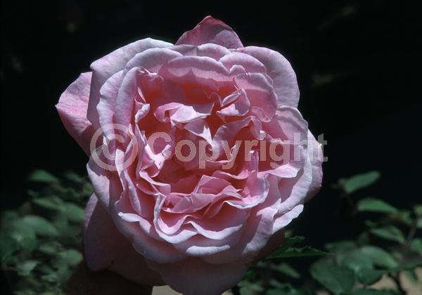 Pink blooms; Deciduous; Broadleaf