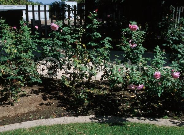 Pink blooms; Deciduous; Broadleaf