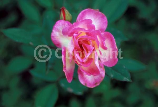 Pink blooms; Deciduous; Broadleaf