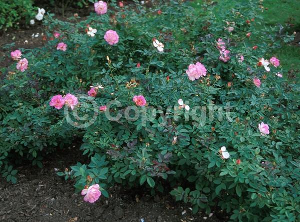 Pink blooms; Deciduous; Broadleaf