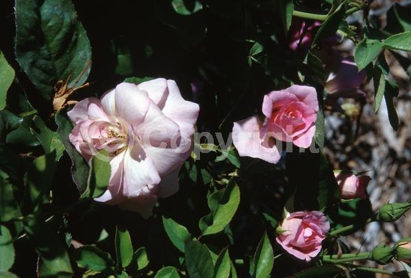 Pink blooms; Deciduous; Broadleaf