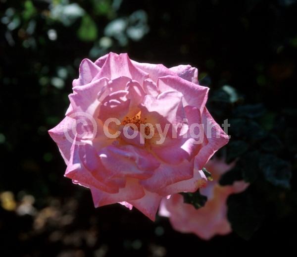 Pink blooms; Deciduous; Broadleaf