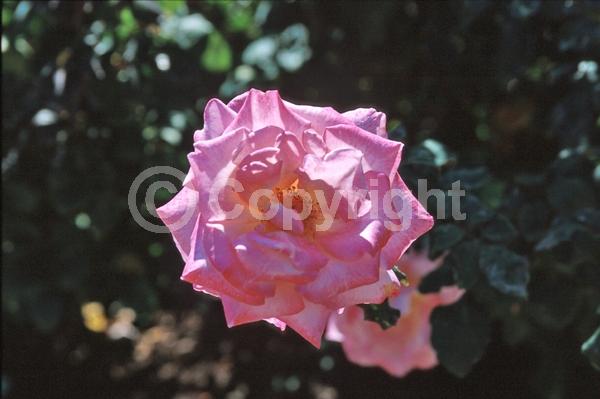 Pink blooms; Deciduous; Broadleaf