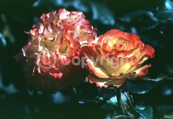 Orange blooms; Deciduous; Broadleaf