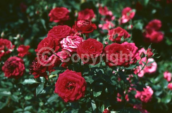 Red blooms; Deciduous; Broadleaf