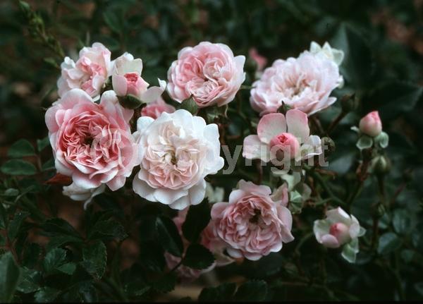 Pink blooms; Deciduous; Broadleaf