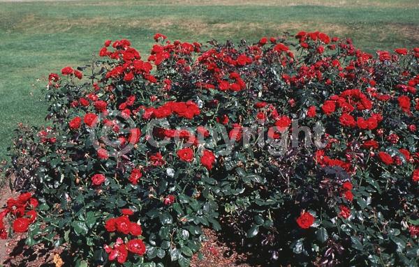 Red blooms; Deciduous; Broadleaf