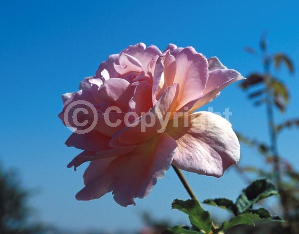 Pink blooms; Deciduous; Broadleaf