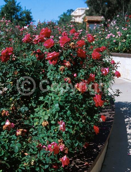 Red blooms; Deciduous; Broadleaf